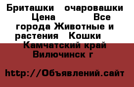 Бриташки - очаровашки.  › Цена ­ 3 000 - Все города Животные и растения » Кошки   . Камчатский край,Вилючинск г.